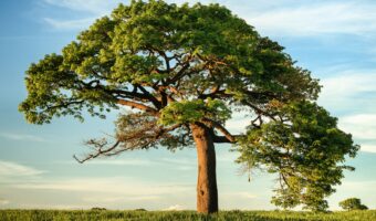 The Radical Search for Stability