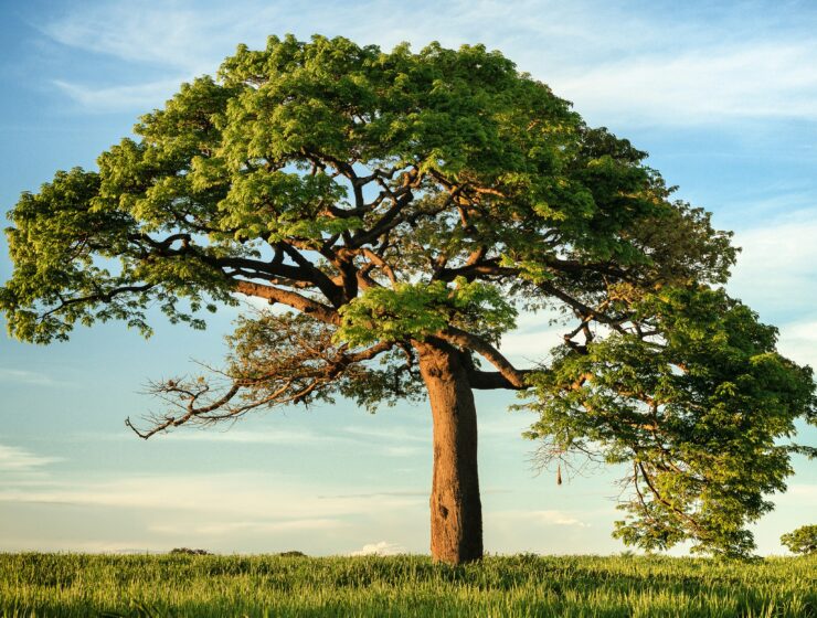 The Radical Search for Stability